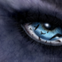 Avatar for Doomcrow