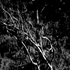 Avatar di Carnagoth