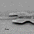 Avatar for ariadne_mk
