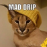 Avatar for mil244