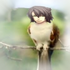 Avatar for Iamlayton