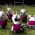 Avatar for Rayman Raving Rabbids