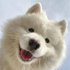 Avatar for aitchpe