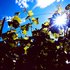 Awatar dla Grapes and Sunshine