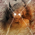 Avatar for Mzrczs