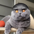 Avatar for felipeissocute