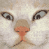 Avatar for petichapouri