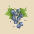 Awatar dla blackcurrant