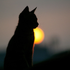 Avatar for aki101akane