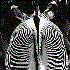 Avatar für Zebra_Mary