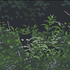 Avatar de roughonyx