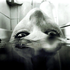 Avatar for sfero_