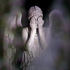 Avatar for Candlemoonbox