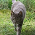 Avatar for paf_lechat
