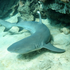 Avatar for sharkyepic