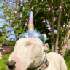 Avatar for goopedasf
