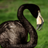 Avatar for Joe-Paul