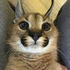 dukesavenger için avatar