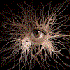 Avatar for Savage_kiss