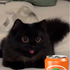 Avatar for GooseDaCatto