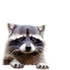 Avatar for enootik