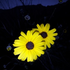 Avatar for cultivatingme