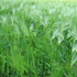 Avatar für ff36