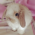 Avatar for pippurrip