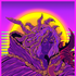 Avatar for Cloventine