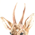 Avatar for brave_tuna