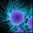 amber_trance için avatar