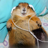 Avatar for Saritaocean