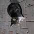 Awatar dla Shelberter