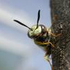 Avatar di philanthus