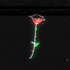 Avatar for Ambroxg
