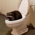 Avatar for raccooneggz