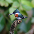 kingfisher46 için avatar