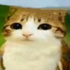 DunceyDoll için avatar