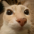 Avatar for nicowaj