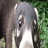 Avatar for nasenboer