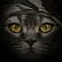 Avatar for MJcato