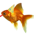 Avatar for gar_barf