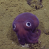 Avatar di Vinoctopus