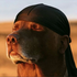 Avatar for grandeirmaovini