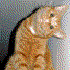 Avatar for ohdesu