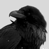 Avatar for Im_Antag