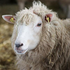Avatar for progsheep
