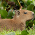 Avatar for DizzyCapybara