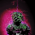 Avatar for xofuja