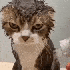 Avatar di GatoVuelta